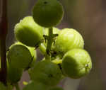 Atlantic poison oak